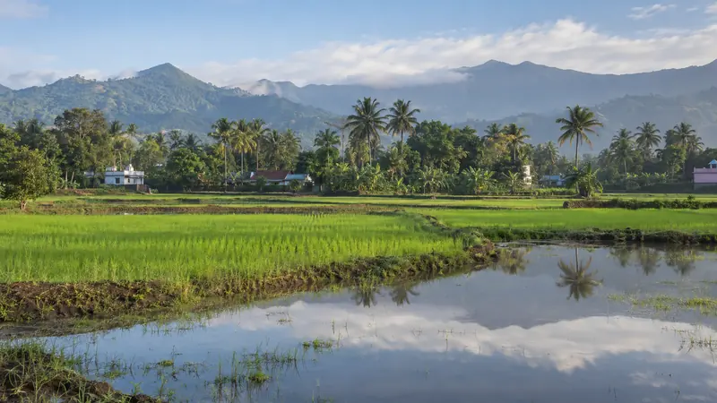 Green paddy fields and irrigation water at Putheri with coconut palms, village homes and distant hills