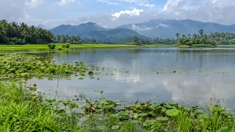 Freshwater wetland, green paddy fields, coconut palms and distant hills near Suchindram